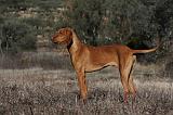 VIZSLA poil court 120